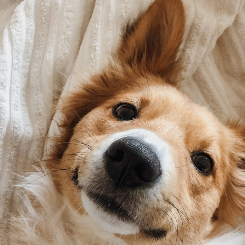 Happy Hond, De Dommel Dierenartsenpraktijk